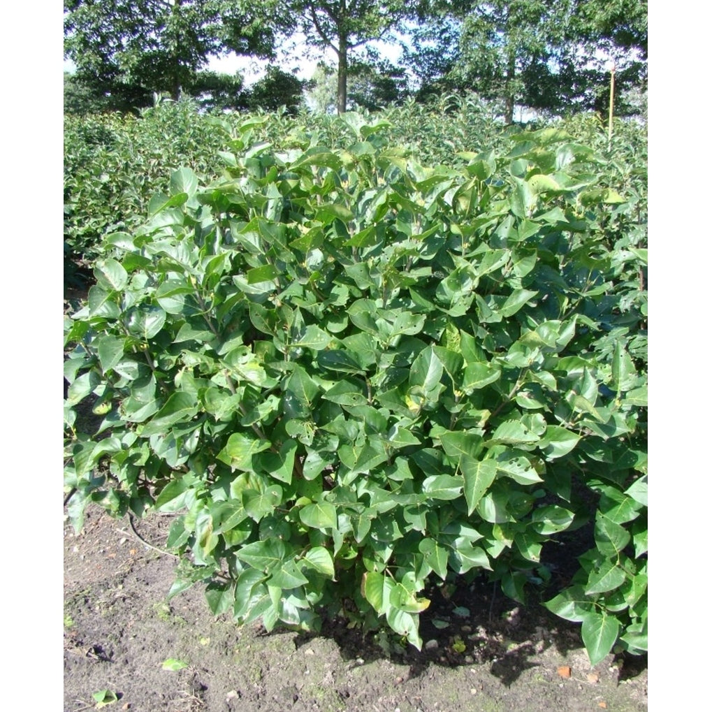 Syren (V); – Syringa vulgaris 'Michel Buchner' - 125-150 CM WRB